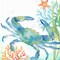 Sea Life Serenade II Poster Print by Cynthia Coulter - Item # VARPDXRB12000CC